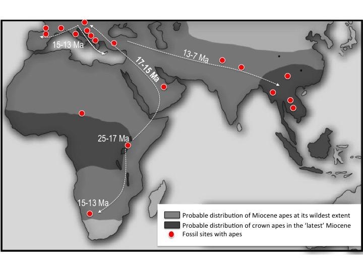La possible "saga des grands singes" depuis leur apparition en Afrique jusqu'à leur arrivée en Asie du sud est.